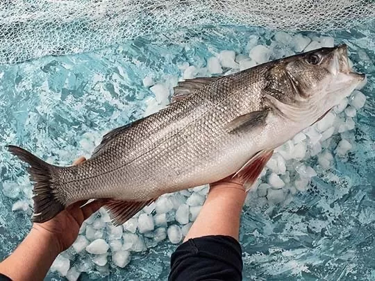 Deniz Levreği (ADET)