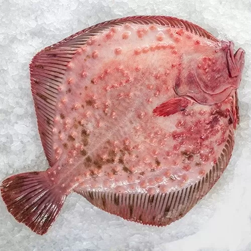 Kalkan (İki Kişilik)